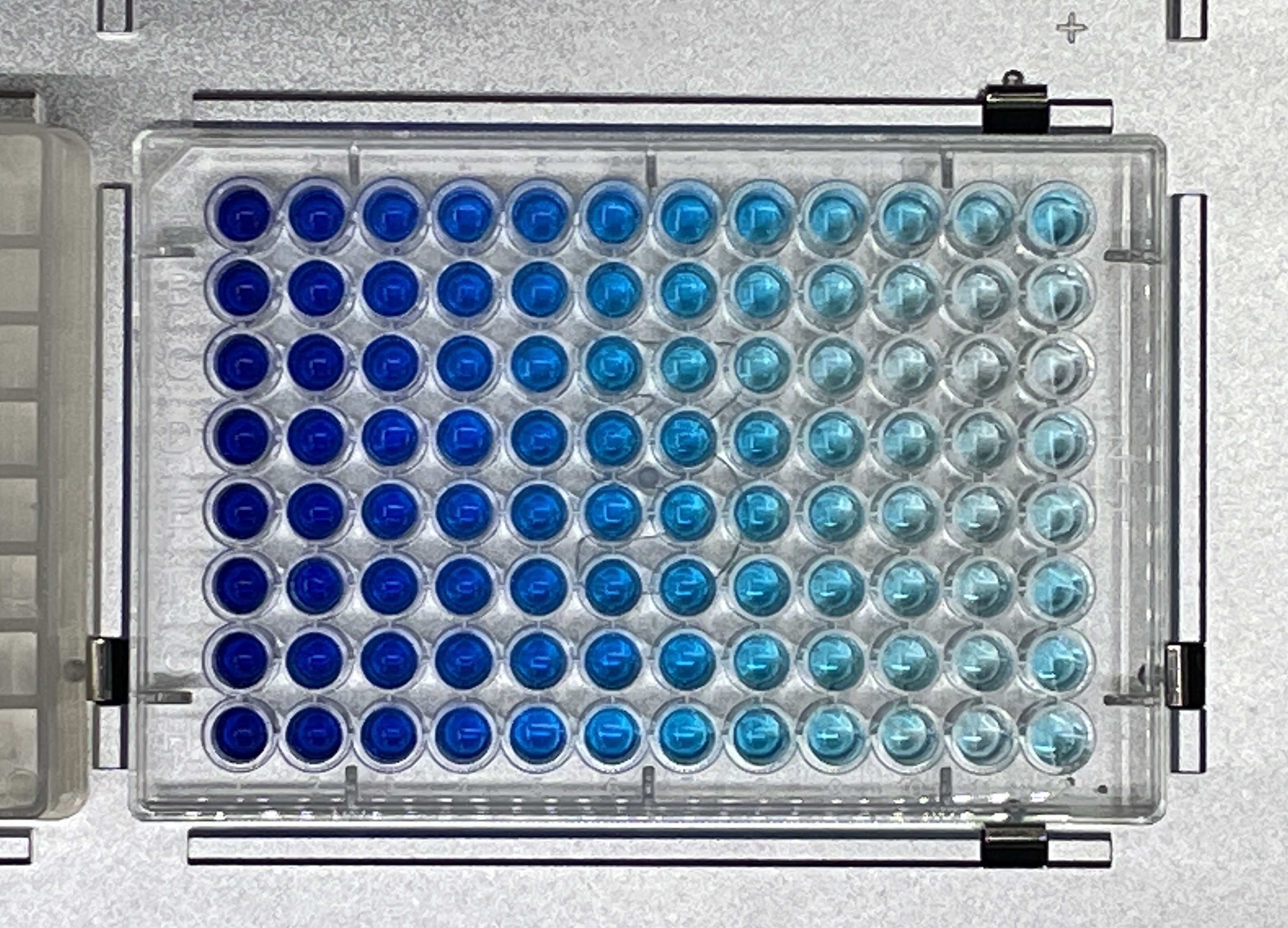 An overhead view of a well plate on the metal OT-2 deck, with dark blue liquid in the leftmost column smoothly transitioning to very light blue in the rightmost column.